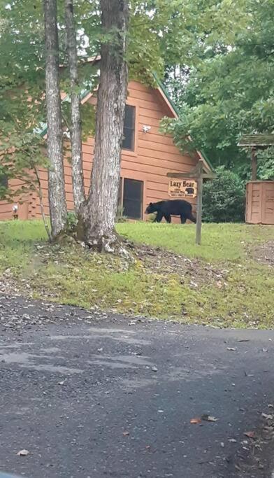 Lazy Bear Cabin Sevierville Esterno foto